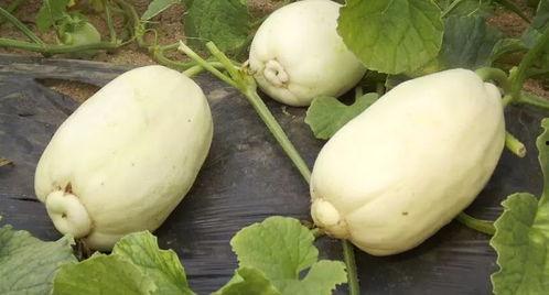 小圆瓜蒸多久可以吃,美味即食的秘密