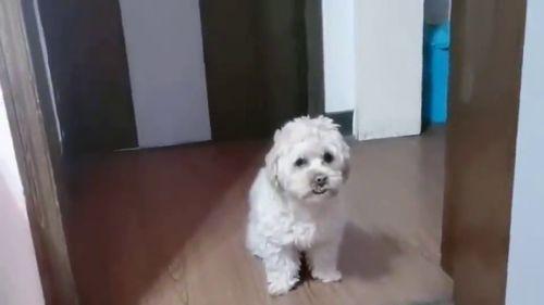 泰迪龙肉球爆料视频大全,揭秘萌宠日常