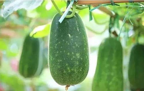 岁月吃瓜人,一场关于成长与变迁的味蕾之旅