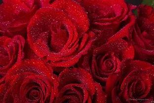 大笑玫瑰头条,揭秘网络爆笑新宠的走红之路