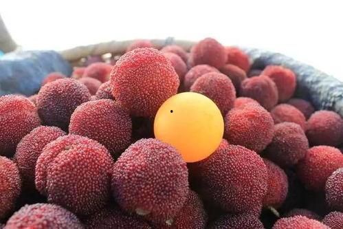 抚州头条新闻杨梅,鲜甜上市，共赴夏日味蕾盛宴