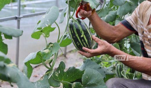 杭州音乐老师 吃瓜,揭秘杭州音乐老师“吃瓜”背后的故事