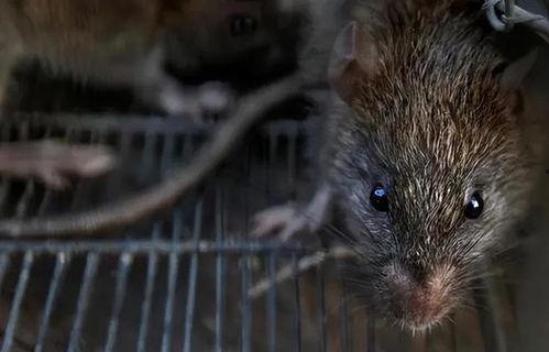 网红黑耗子,揭秘网红背后的真实生活