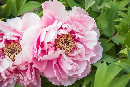 头条拍摄牡丹图片要求,镜头下的国色天香