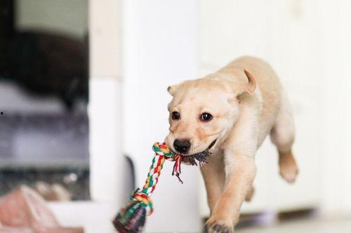 狗在窗外吃瓜,瓜香四溢的悠闲时光