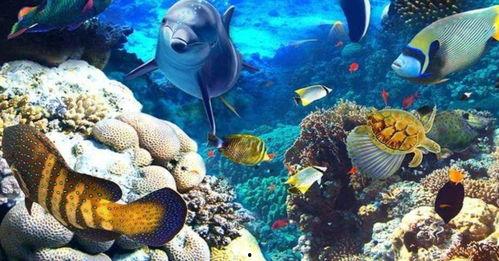 海洋生物爆料视频下载,揭秘水下世界的神秘爆料瞬间