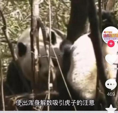 虎子爆料王老大事件视频,视频曝光惊人内幕