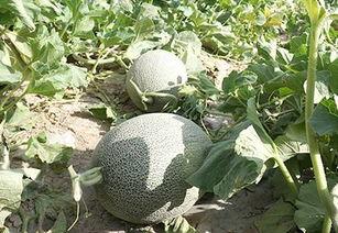 龙瓜能随便吃吗,揭秘食用禁忌与营养价值