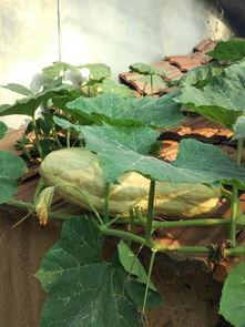 吃瓜叶子,探寻叶中滋味，解锁绿色饮食新风尚