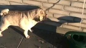 动物搞笑视频大全爆料,笑翻天！动物搞笑视频大全爆笑瞬间大盘点