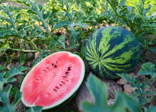 夏天到了吃瓜视频,一起畅享清凉吃瓜时光